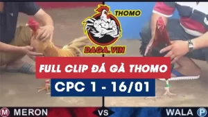 Full Video phát lại Trực tiếp đá gà Thomo ngày 16/1/2024