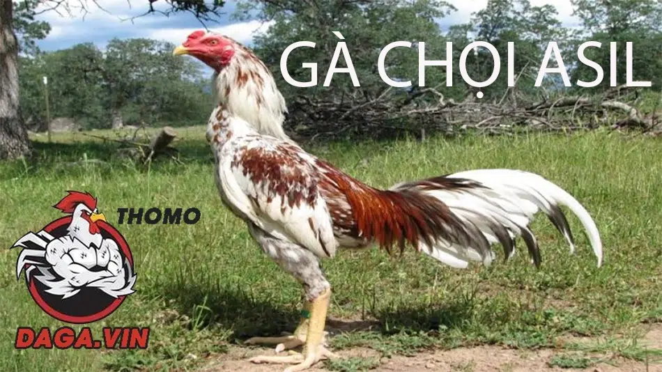 giới thiệu Gà chọi Asil