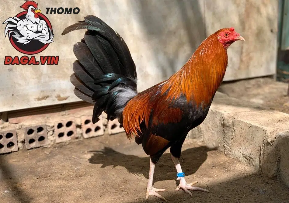 Bí Kíp Chọn Gà Tre Đá Cựa: Bách Chiến Bách Thắng! 3 cách Bật mí thêm kinh nghiệm chọn gà tre đá cựa hay từ các cao thủ