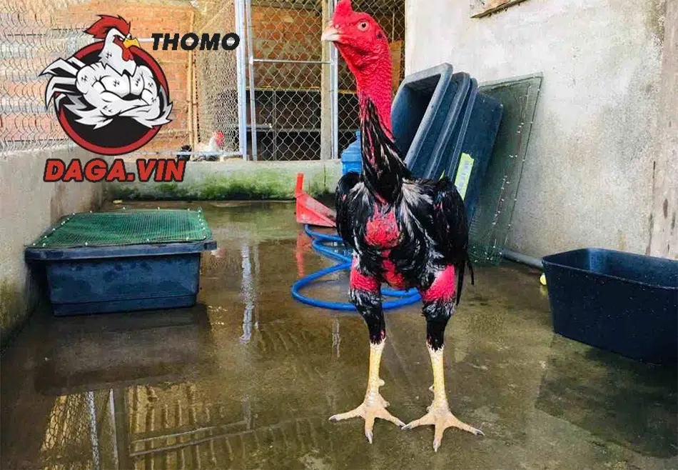 Nuôi Gà Đá Chân Mạnh - Bí Quyết Huấn Luyện Chiến Kê Đá Giỏi 2 Các giống gà đá chân mạnh nổi tiếng