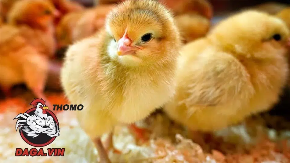Bí Quyết Nuôi Gà Chọi Mới Nở Hiệu Quả Nhất Năm 2025 4 Chăm sóc gà chọi mới nở để chúng phát triển khỏe mạnh