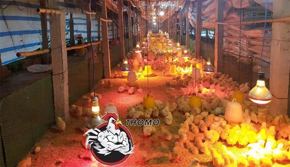 Bí Quyết Nuôi Gà Chọi Mới Nở Hiệu Quả Nhất Năm 2025 2 Chuẩn bị chuồng trại và điều kiện nuôi gà chọi mới nở