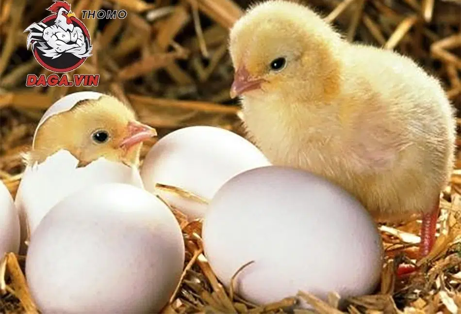 Bí Quyết Nuôi Gà Chọi Mới Nở Hiệu Quả Nhất Năm 2025 1 Giới thiệu về gà chọi mới nở