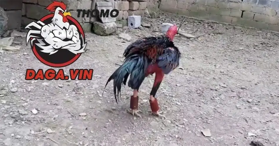 Nuôi Gà Đá Chân Mạnh - Bí Quyết Huấn Luyện Chiến Kê Đá Giỏi 3 Huấn luyện gà đá để tăng sức mạnh chân