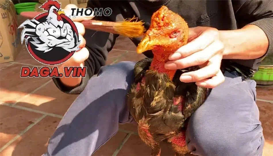Hướng Dẫn Cách Vào Nghệ Cho Gà Chọi Đơn Giản Với 5 Bước 2 Chuẩn bị nguyên liệu khi tiến hành vào nghệ
