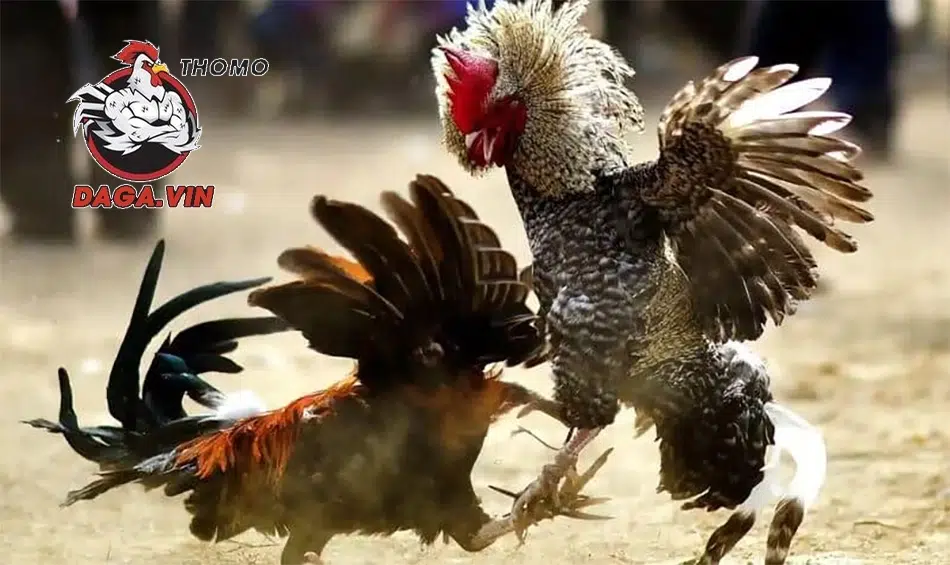 Bí Kíp Chọn Gà Tre Đá Cựa: Bách Chiến Bách Thắng! 2 sức mạnh và Khả năng chiến đấu của gà tre