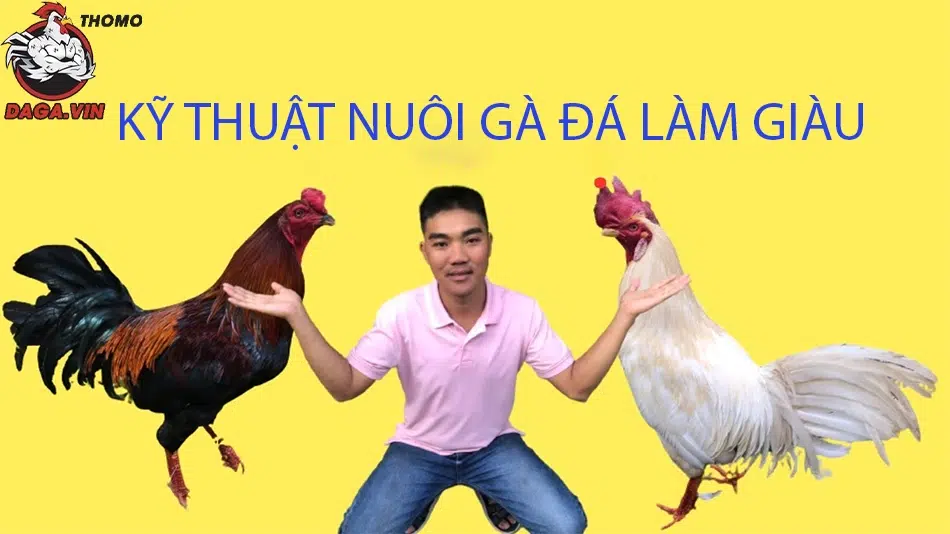 Cách Nuôi Gà Đá Làm Giàu - Bí Quyết Khởi Nghiệp Của Sư Kê 3 Bạn cần hiểu rõ về chế độ ăn uống của Gà Đá