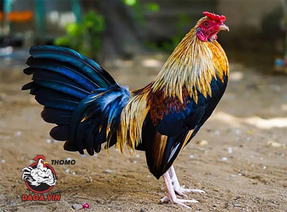Bí Kíp Chọn Gà Tre Đá Cựa: Bách Chiến Bách Thắng! 4 những lưu ý khi chọn gà tre đá cựa