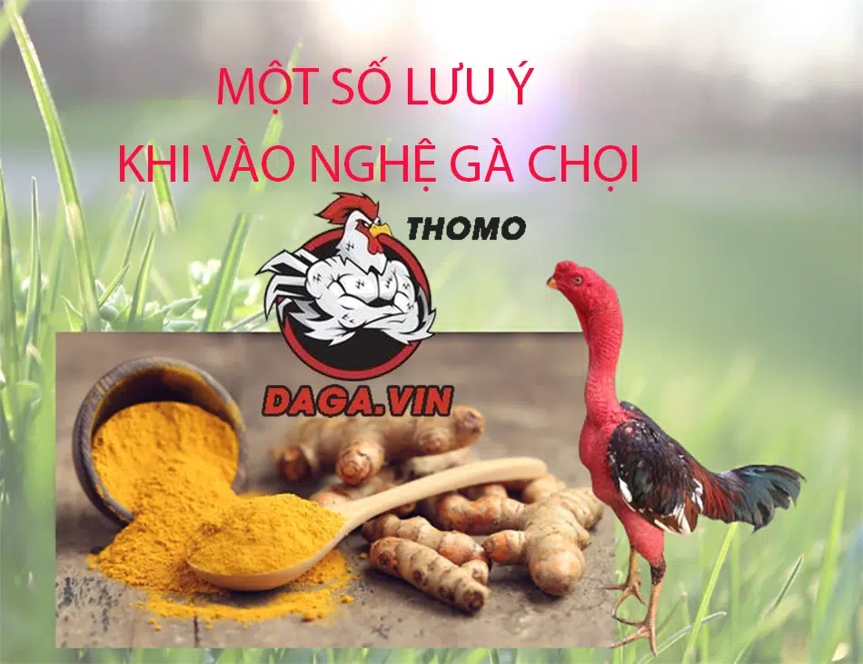 Hướng Dẫn Cách Vào Nghệ Cho Gà Chọi Đơn Giản Với 5 Bước 4 Lưu ý khi vào nghệ cho gà chọi