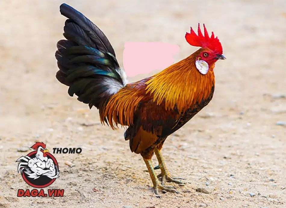 Bí Kíp Chọn Gà Tre Đá Cựa: Bách Chiến Bách Thắng! 1 cách Phân biệt các giống gà tre đá cựa