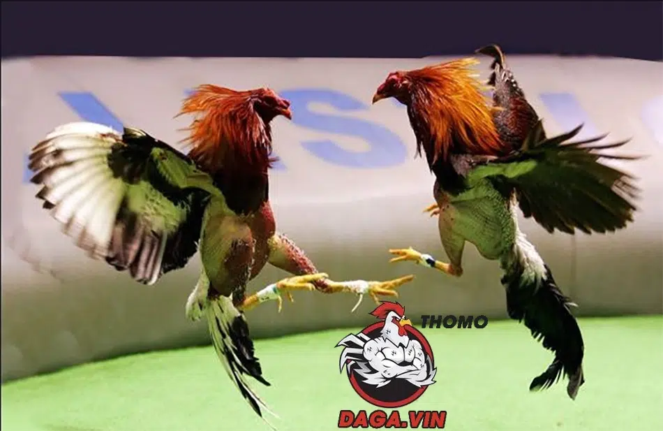 Bí quyết nuôi gà đá có lực, đá đòn hiểm, lực đá mạnh 4 cần Rèn luyện kỹ năng đá của gà