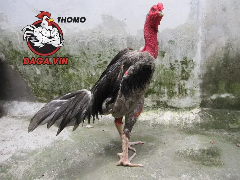 Nuôi Gà Đá Chân Mạnh - Bí Quyết Huấn Luyện Chiến Kê Đá Giỏi 4 Sử dụng thảo dược để tăng cường sức khỏe chân gà