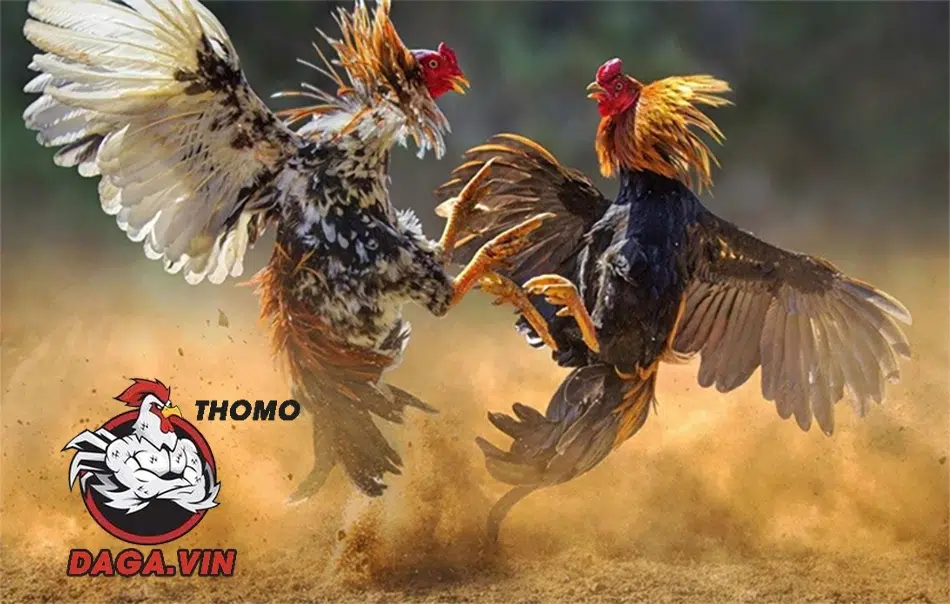 Nuôi Gà Đá Chân Mạnh - Bí Quyết Huấn Luyện Chiến Kê Đá Giỏi 1 Tầm quan trọng của việc nuôi gà đá chân mạnh