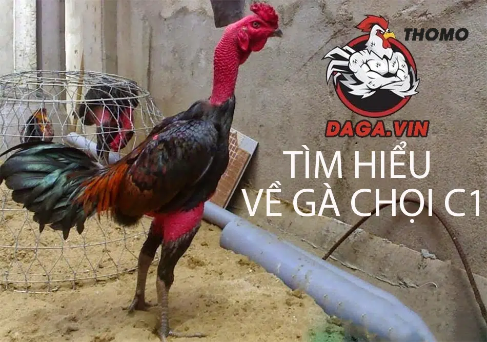 Cách Nuôi Gà Chọi C1 Hiệu Quả Nhất Từ Chuyên Gia 1 Những điều cần biết về giống gà chọi C1