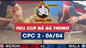 Full Video phát lại Trực tiếp đá gà Thomo ngày 6/4/2024