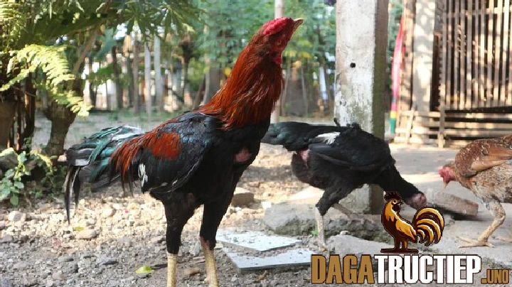 Những mặt quan trọng phải nắm khi nuôi gà chân mạnh