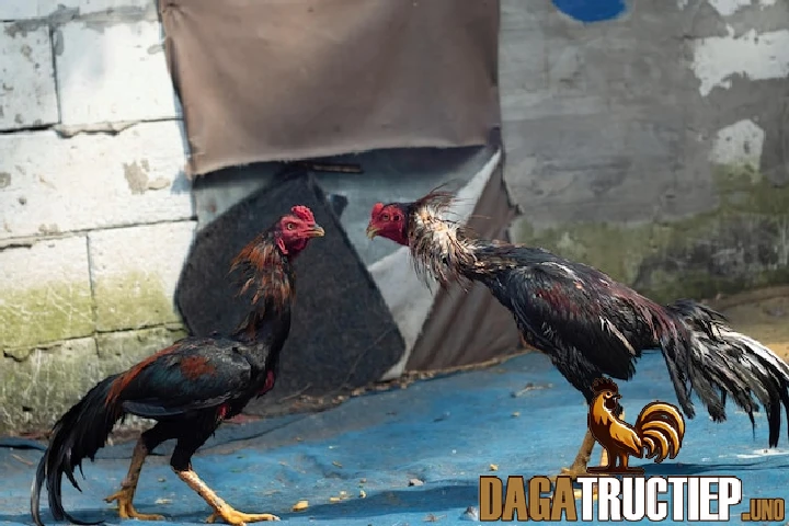 Cách Xổ Gà Chi Tiết Và Chuẩn Chỉnh Nhất Cho Người Mới 3 Cách xổ gà đúng cách và đạt hiệu quả cao nhất