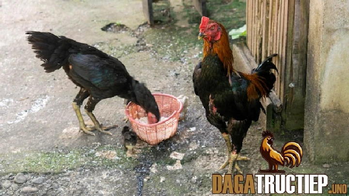 Lý do bạn nên biết cách nuôi gà đá chân mạnh