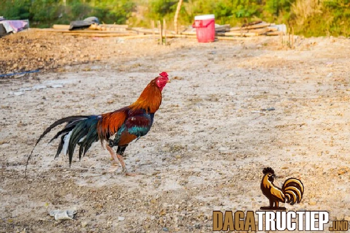 Cách nuôi gà đá chân mạnh chi tiết cho người mới