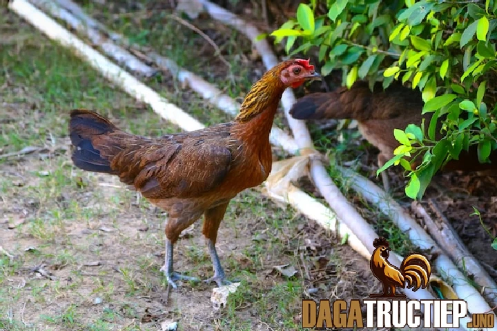 2 yếu tố cần lưu ý khi nuôi chiến kê đá chân mạnh