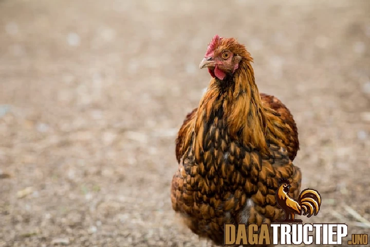 Cách Chăm Sóc Gà Mỹ Và Những Lý Do Nên Nuôi Giống Gà Này 3 Những vấn đề cần nắm rõ khi nuôi gà Mỹ