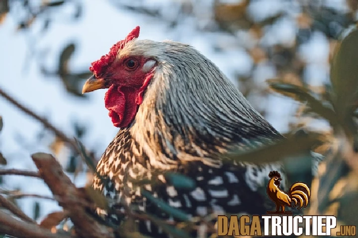 Cách Chăm Sóc Gà Mỹ Và Những Lý Do Nên Nuôi Giống Gà Này 2 Cách chăm sóc gà Mỹ đúng cách từ A đến Z