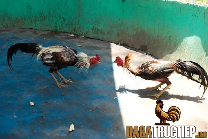 Cách Chăm Sóc Gà Mỹ Và Những Lý Do Nên Nuôi Giống Gà Này