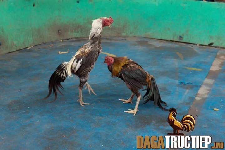 Sự phát triển của giống gà khi bước vào Việt Nam và tiềm năng