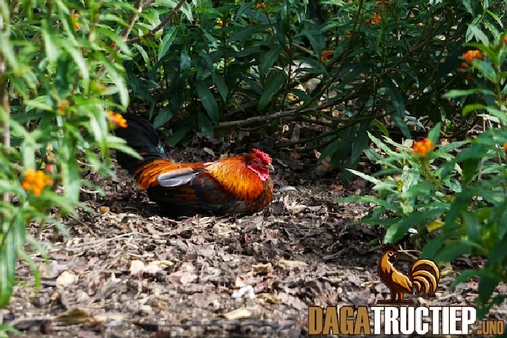 Đá Gà Tre - Luật Chơi Và Cách Chọn Gà Đá Hay, Hiệu Quả 4 Gà cần được huấn luyện kỹ năng đầy đủ