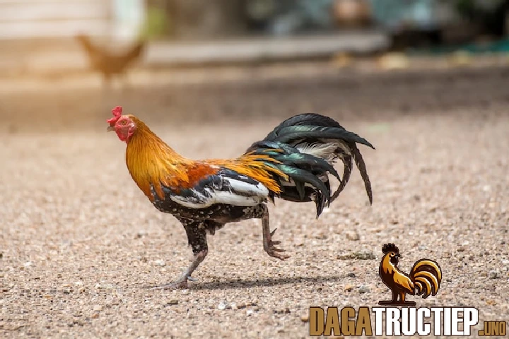 Đá Gà Tre - Luật Chơi Và Cách Chọn Gà Đá Hay, Hiệu Quả 3 Dựa vào hình thể để chọn gà tre