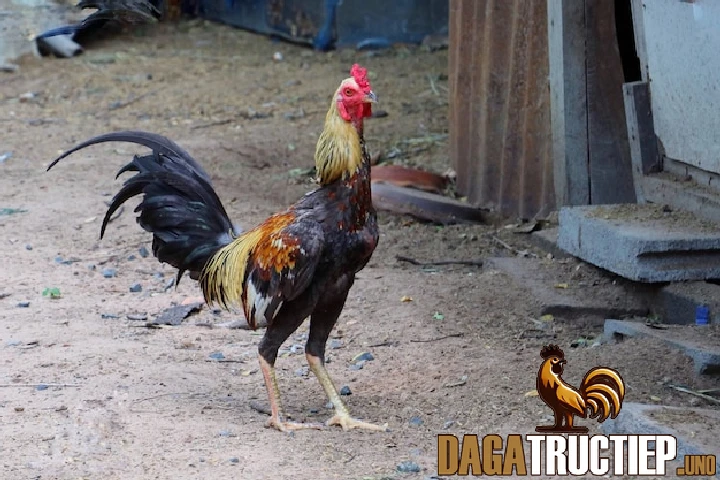 Các giống gà cựa của 3 miền Bắc - Trung - Nam