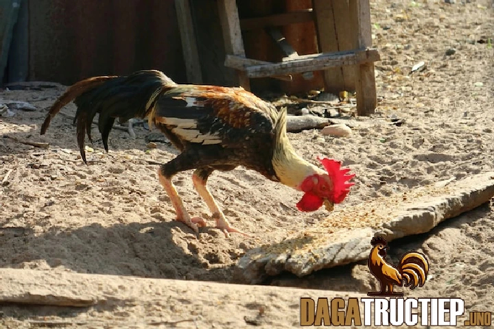 Đá Gà Tre - Luật Chơi Và Cách Chọn Gà Đá Hay, Hiệu Quả 2 Xác định trọng lượng gà trước khi bắt đầu trận đấu