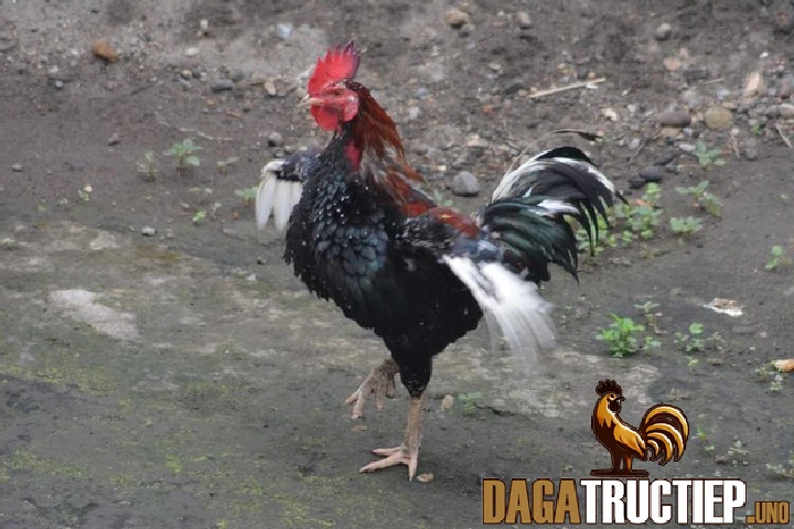 Đặc điểm về ngoại hình, tính cách và kỹ năng thi đấu của gà chọi