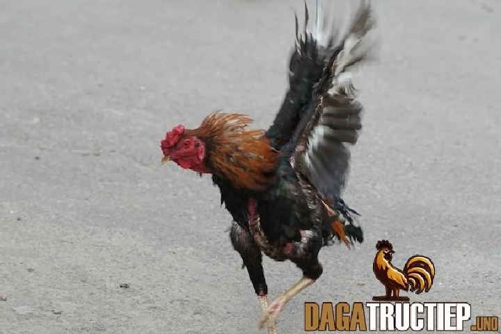 Đá Gà Tre - Luật Chơi Và Cách Chọn Gà Đá Hay, Hiệu Quả 1 Gà tre được ưa chuộng ở khu vực Tây Nam Bộ