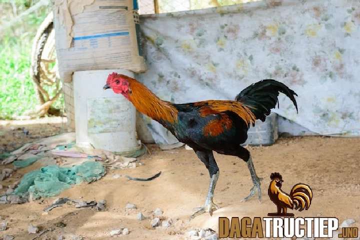 Giống Gà Chọi Bình Định Máu Chiến Nhất Thị Trường Năm 2025 2 Chế độ dinh dưỡng cụ thể của giống gà Bình Định