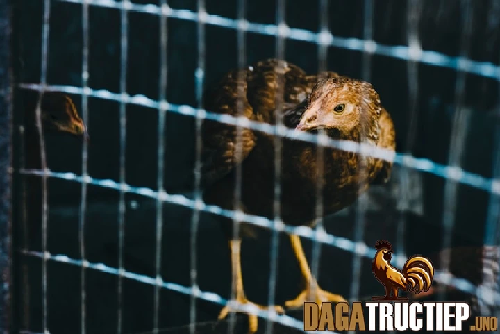 Cách Chăm Sóc Gà Chọi Con Để Phát Triển Nhanh Và Khỏe Mạnh 2 Hướng dẫn chi tiết cách chăm sóc gà chọi con mới nở