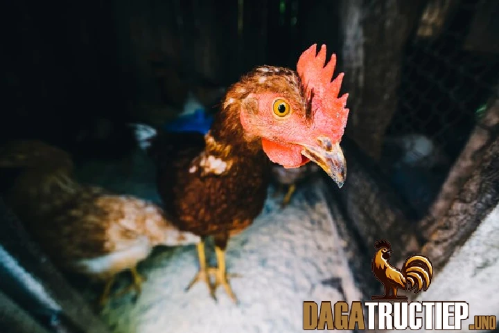 Hướng Dẫn Cách Chọn Gà Chọi Con Mới Nở Đạt Hiệu Quả Cao 1 Tìm hiểu lý do nên lựa chọn gà chọi con khi vừa mới nở