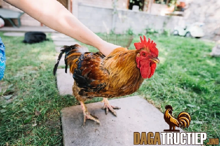 Chia Sẻ Cách Làm Nước Tắm Cho Gà Chọi Chuẩn Nhất 2025 2 Nước tắm từ gừng và tỏi cho gà chọi