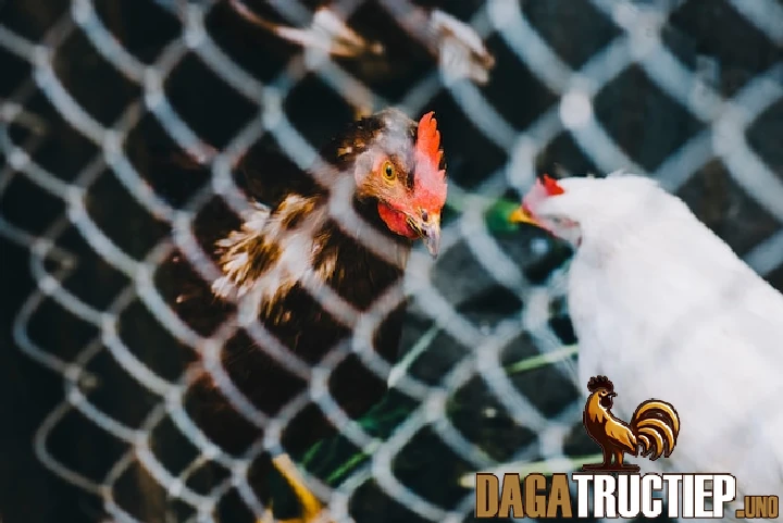Các vấn đề cần lưu ý khi ngâm chân cho gà chọi