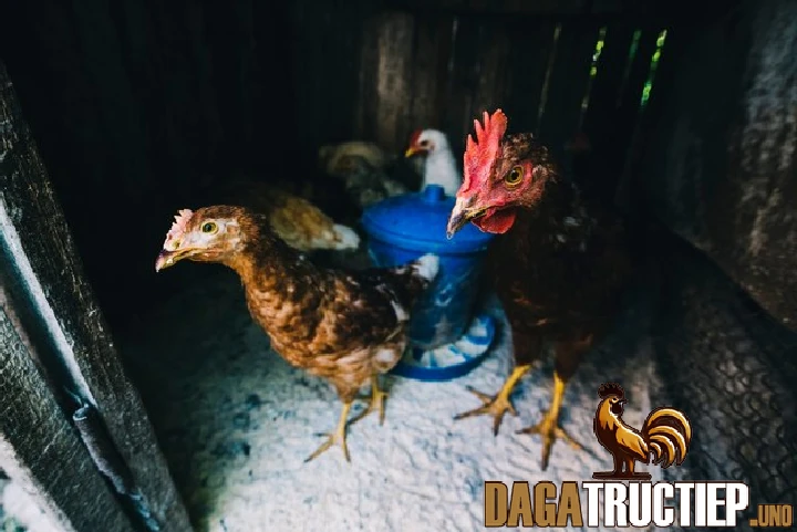 Cách ngâm chân cho gà chọi được lưu truyền từ dân gian