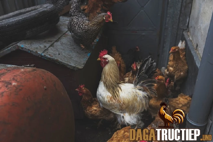 Ngâm chân gà chọi hỗ trợ thúc đẩy lưu thông máu tốt