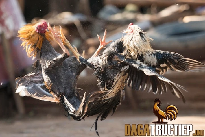 Cách Tạo Dòng Gà Chọi Bất Bại Và Phương Pháp Huấn Luyện 2 Cách tạo dòng gà chọi bất bại cho người mới
