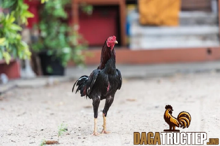 Những biện pháp phòng ngừa giun sán cho gà chọi