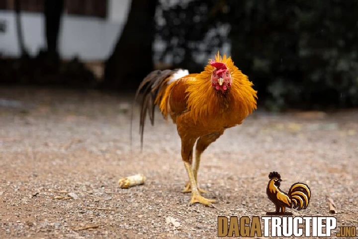 Hướng dẫn cách tẩy giun cho gà chọi hiệu quả