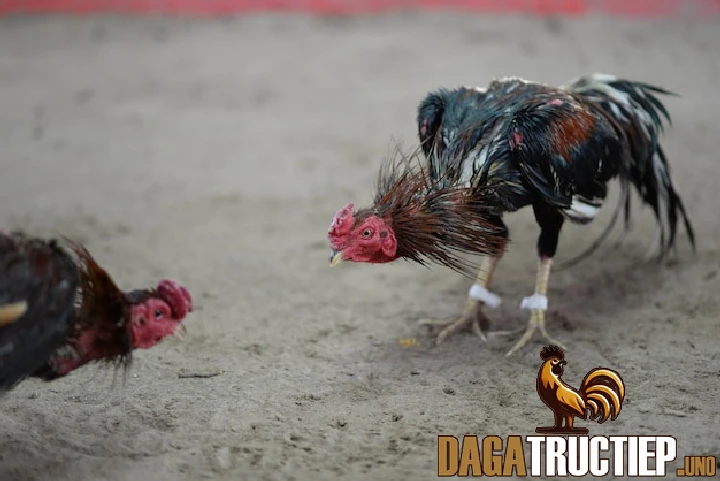 Xem Tướng Gà Chọi Như Thế Nào? Kiến Thức Chơi Gà Đá Cơ Bản 3 Xem tướng chiến kê thông qua đòn đá