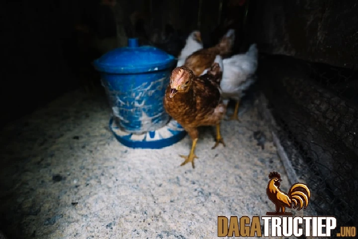 Cách Chăm Sóc Gà Chọi Con Để Phát Triển Nhanh Và Khỏe Mạnh 3 Những lưu ý quan trọng để gà được chăm sóc tốt nhất