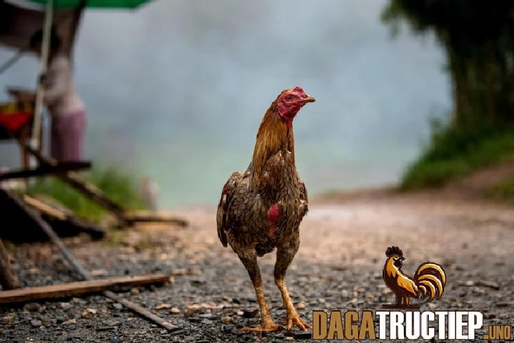 Xem Tướng Gà Chọi Như Thế Nào? Kiến Thức Chơi Gà Đá Cơ Bản 1 Vì sao nên xem tướng gà chọi?