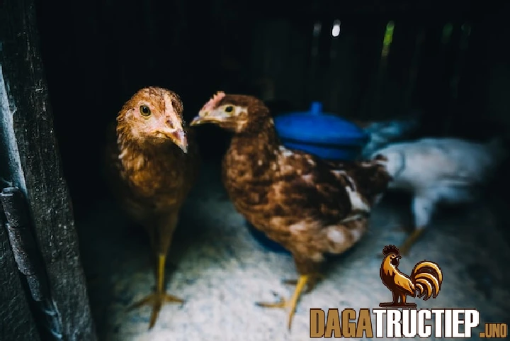 Cách Chăm Sóc Gà Chọi Con Để Phát Triển Nhanh Và Khỏe Mạnh 1 Hướng dẫn chọn gà cực chuẩn ngay từ bước đầu