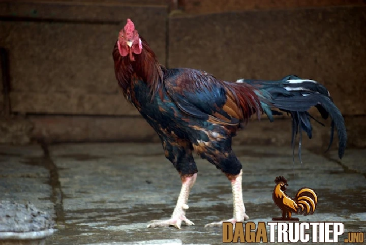 Cách Chăm Sóc Gà Chọi Đá Lớn Nhanh Chắc Chắn Hiệu Quả 2 Hướng dẫn luyện tập cực chuẩn để trở thành chiến kê