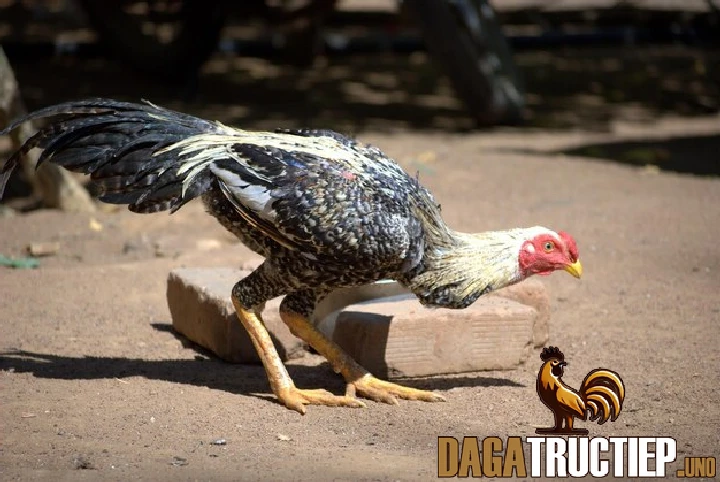 Cách Chữa Gà Chọi Bị Tụ Huyết Trùng Chính Xác Và Hiệu Quả 2 Trên thân gà xuất hiện nhiều nốt xuất huyết